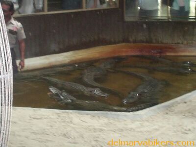 cruse06201.jpg