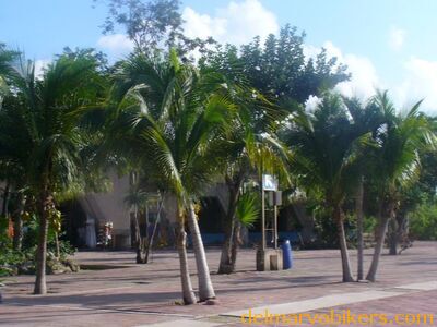 cruse2006156.jpg
