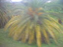cr06046.JPG