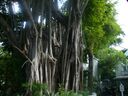 cruse2006052.jpg