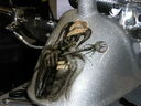 ti0614.JPG