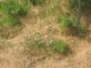 cmb019.JPG