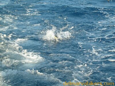 ECBC2007_139.jpg