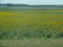 IMG_1085.JPG