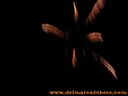 100_1087.jpg